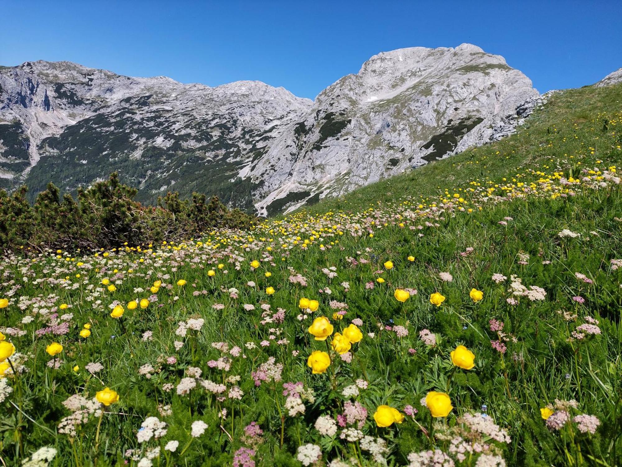 Apartmaji Vesna Lägenhet Bohinj Exteriör bild